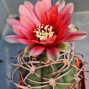 Gymnocalycium carminanthum