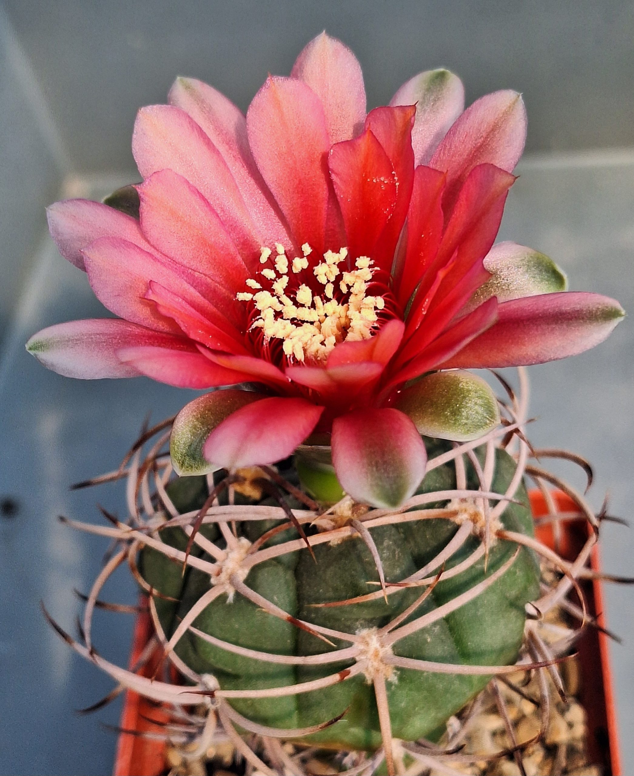 Gymnocalycium carminanthum
