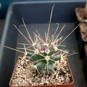 Ferobergia (Ferocacatus rectispinus x Leuchtenbergia) #17