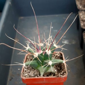 Ferobergia (Ferocacatus rectispinus x Leuchtenbergia) #16