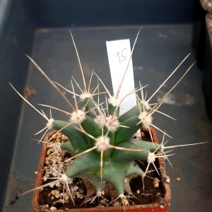 Ferobergia (Ferocacatus rectispinus x Leuchtenbergia) #15