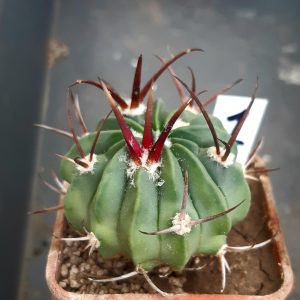 Echinofossulocactus coptonogonus SB13 MG #1