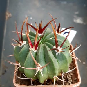 Echinofossulocactus coptonogonus SB13 MG #2