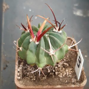 Echinofossulocactus coptonogonus SB13 MG #3
