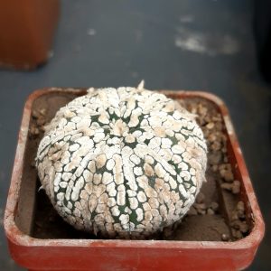 Astrophytum asterias 'Superkabuto'