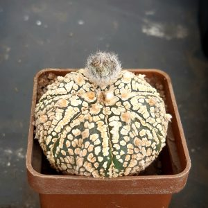 Astrophytum asterias 'Superkabuto' gold