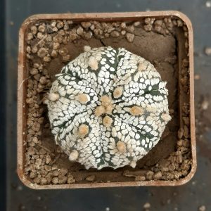 Astrophytum asterias 'Superkabuto' 6 ribs
