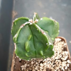 Astrophytum myriostigma nudum 'fukuryu'