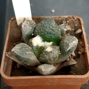 Ariocarpus fissuratus 'intermedius' Koehres #4