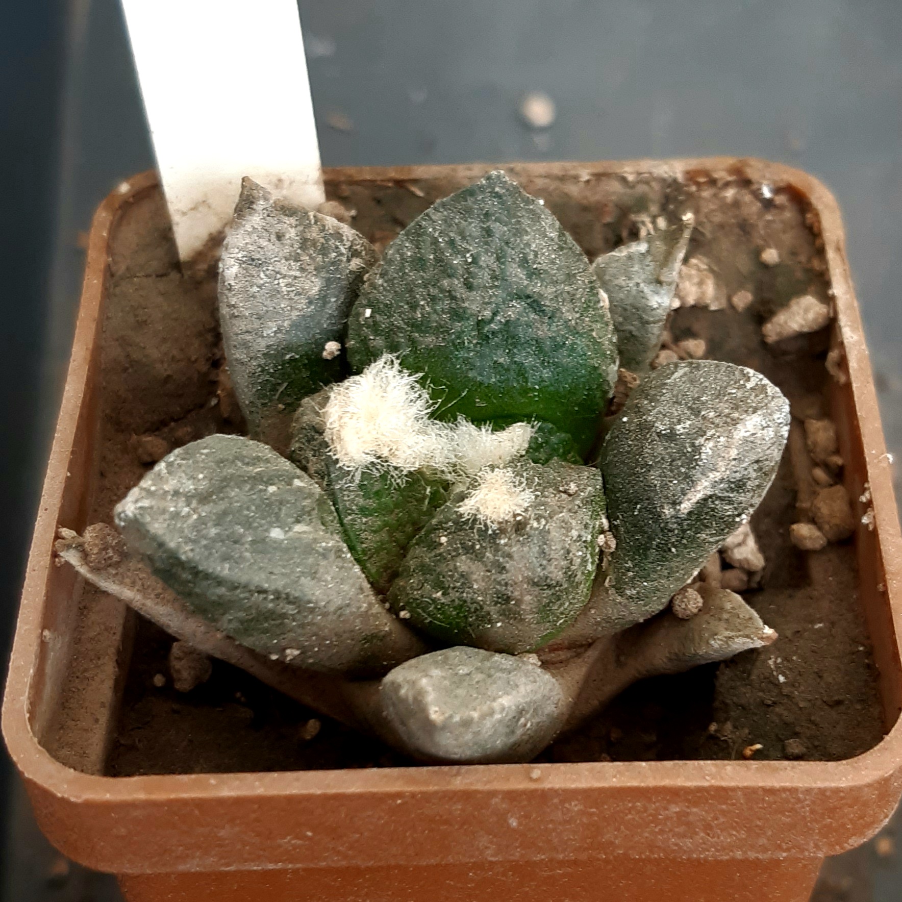 Ariocarpus fissuratus 'intermedius' Koehres #4