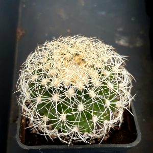 Discocactus araneispinus