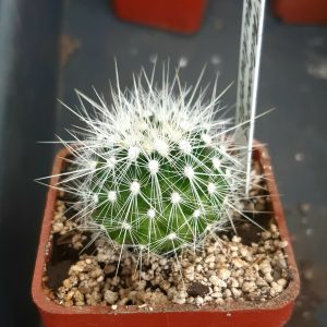Echinomastus (Thelocactus) macdowellii