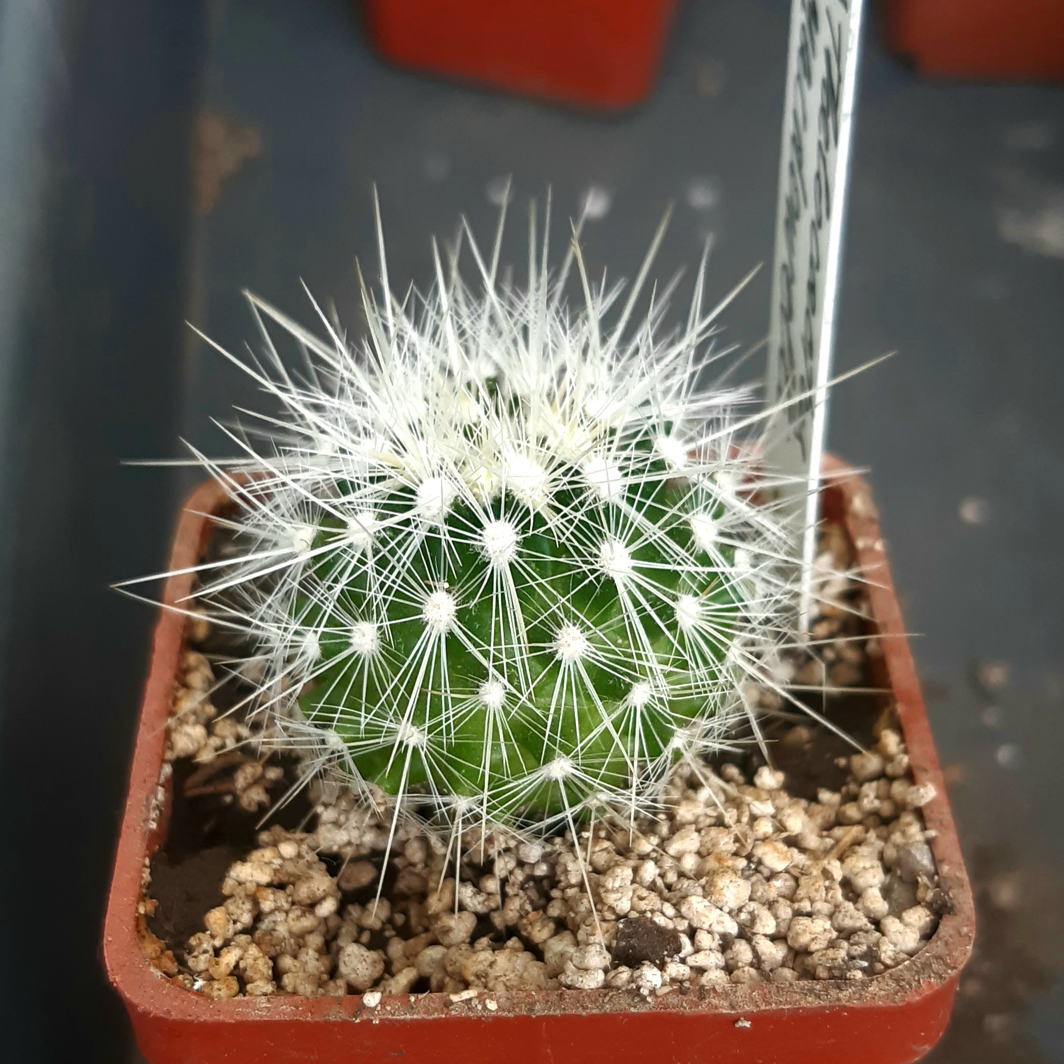 Echinomastus (Thelocactus) macdowellii