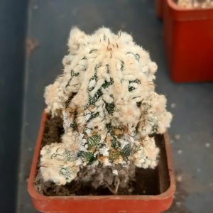 Astrophytum myriostigma 'fukuryu'
