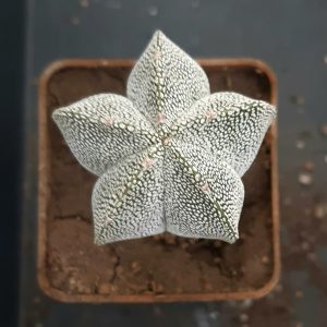 Astrophythum myriostigma 'Onzuka'