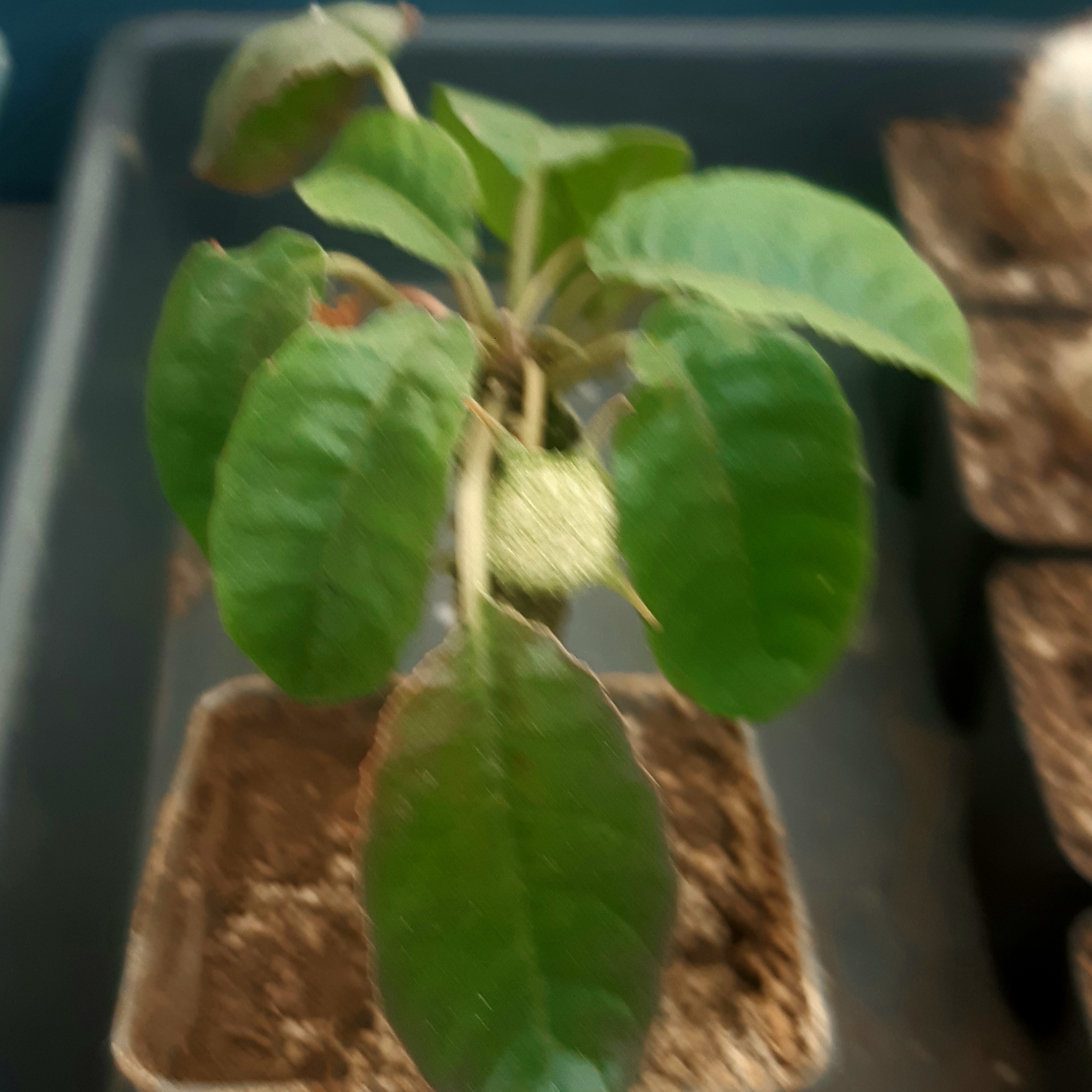 Dorstenia crispa