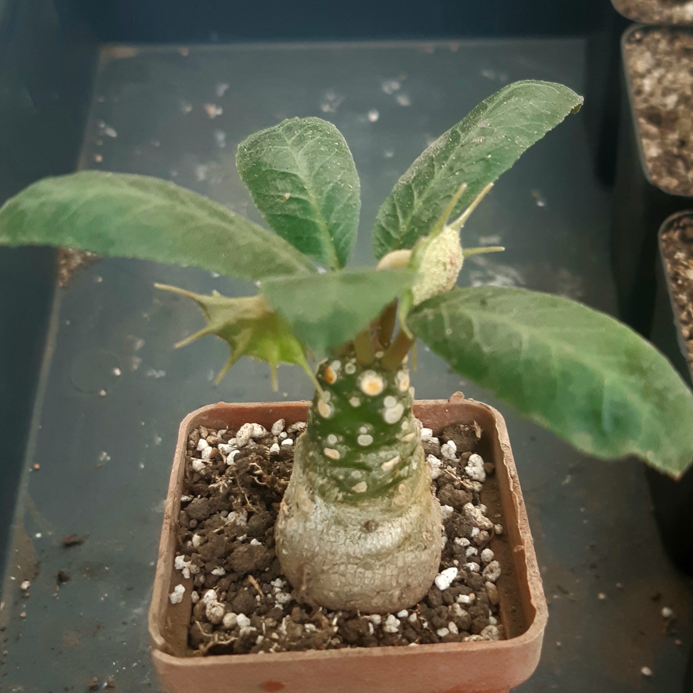 Dorstenia foetida