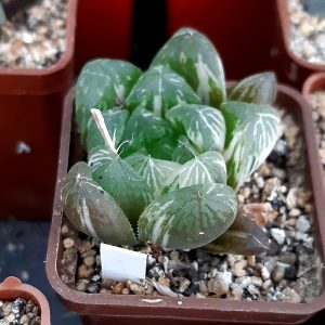 Haworthia cooperi variegata