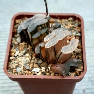 Haworthia truncata 'Illumination' variegata