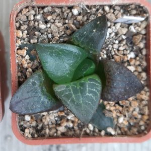 Haworthia comptoniana 'Kamen Butokai' x 'N Suishou 101'