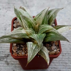 Haworthia magnifica variegata
