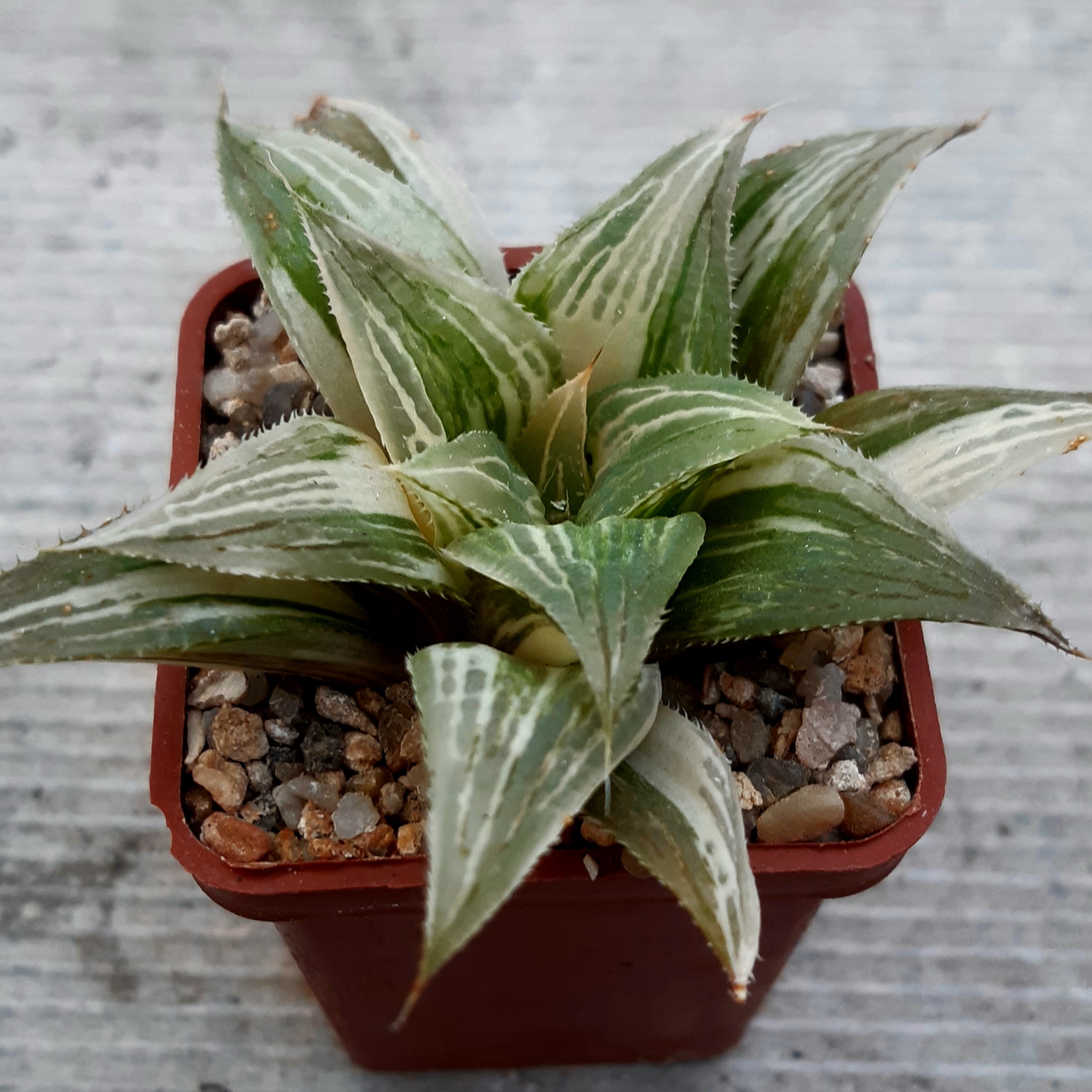 Haworthia magnifica variegata
