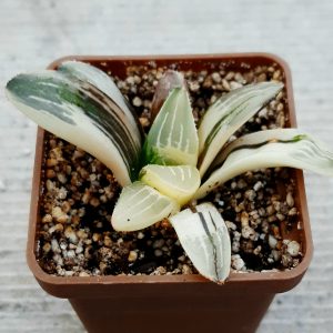 Haworthia heidelbergensis variegata