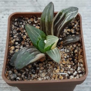 Haworthia heidelbergensis variegata