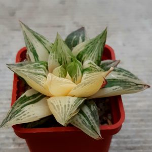 Haworthia hybr variegata