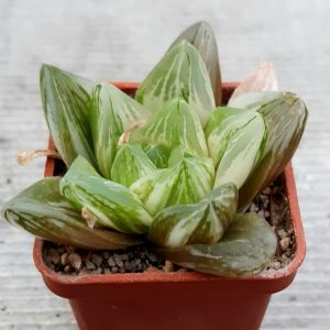 Haworthia hybr variegata