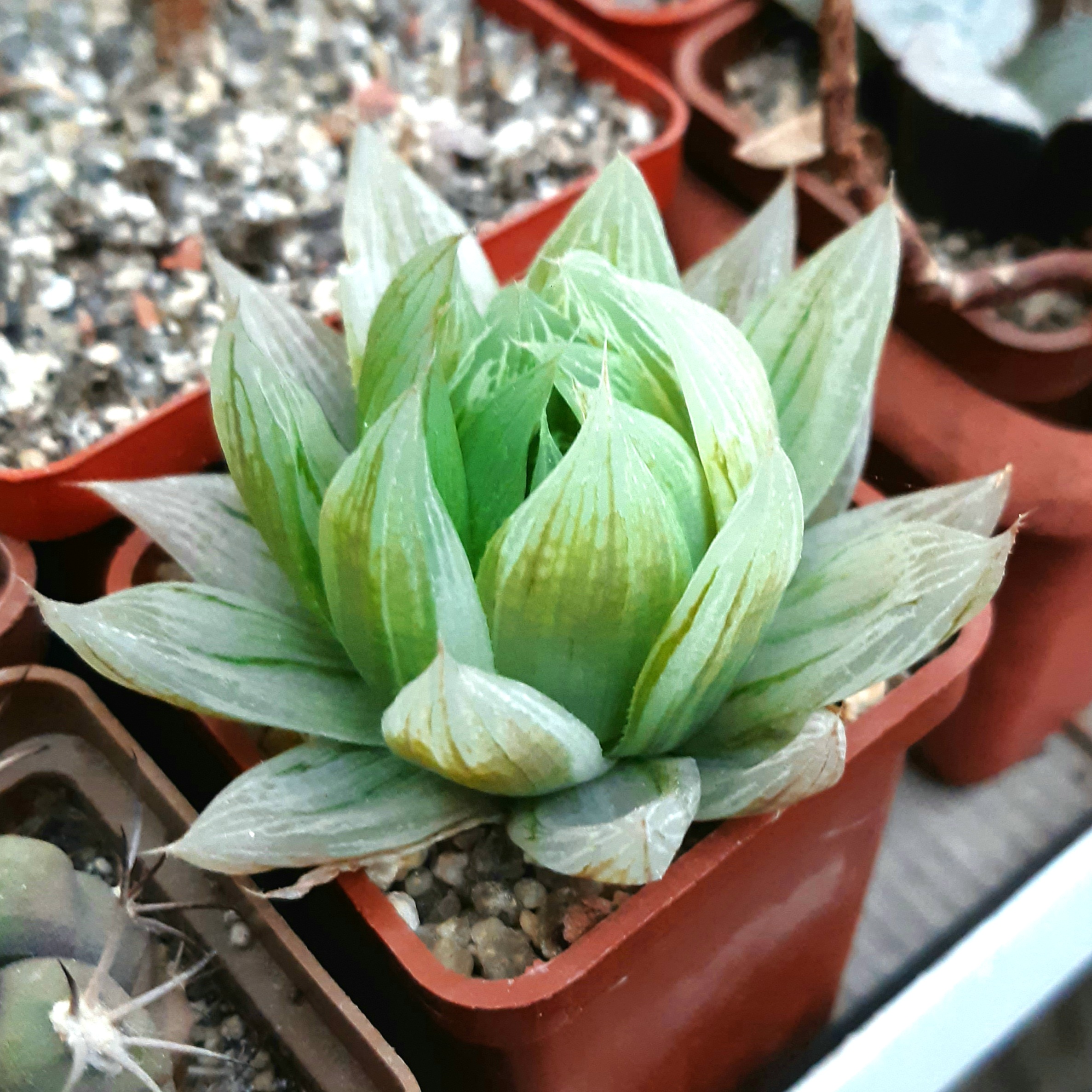 Haworthia cv.'Garasusaiku' (='Glass Work') HOF-11 white variegata