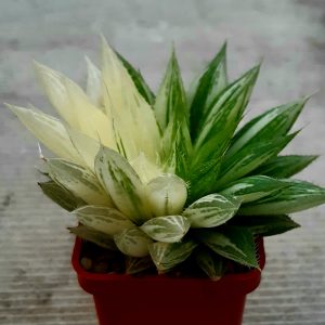 Haworthia blackberdiana variegata