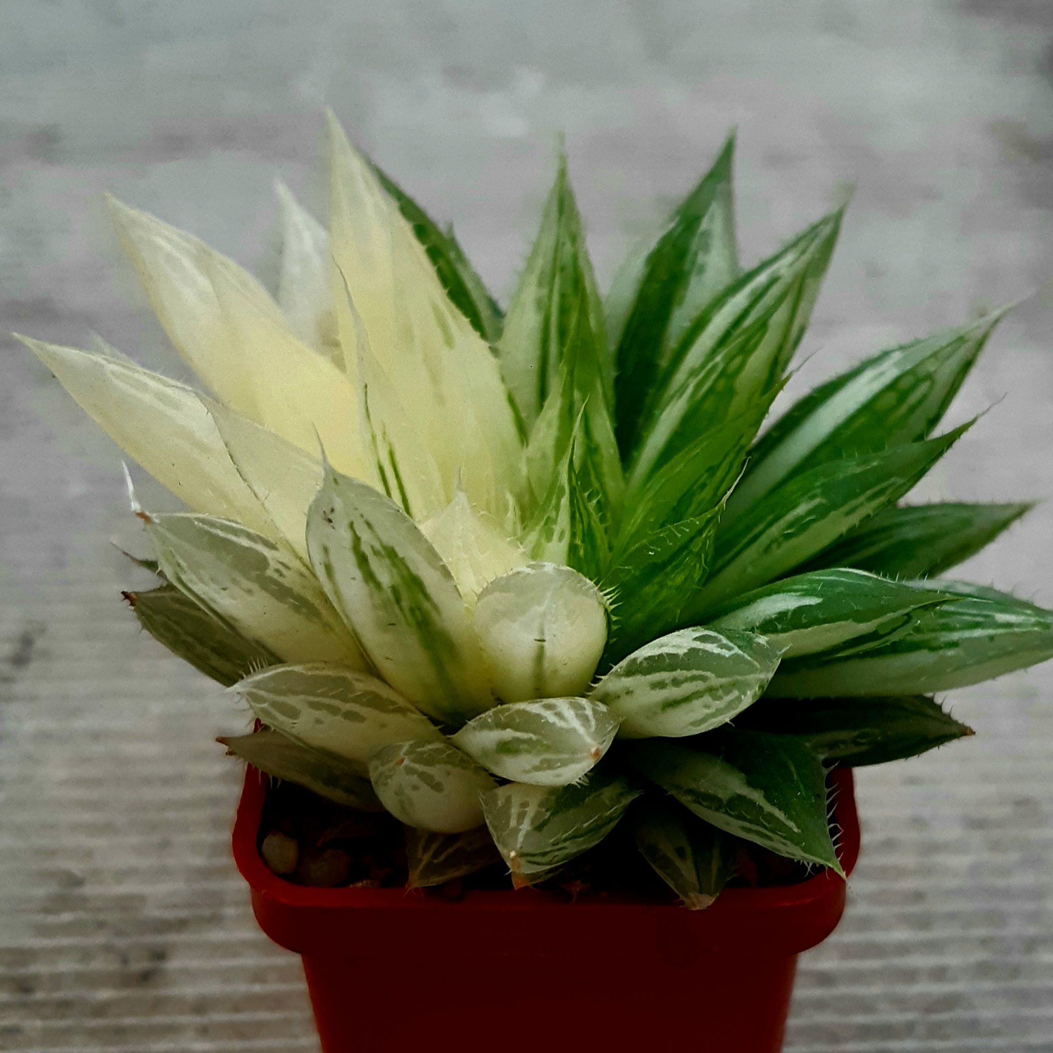 Haworthia blackberdiana variegata