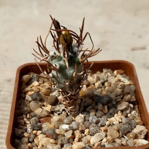 Turbinicarpus schmideckianus 'flaviflorus', Santa Rita