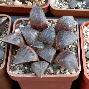 Haworthia selection
