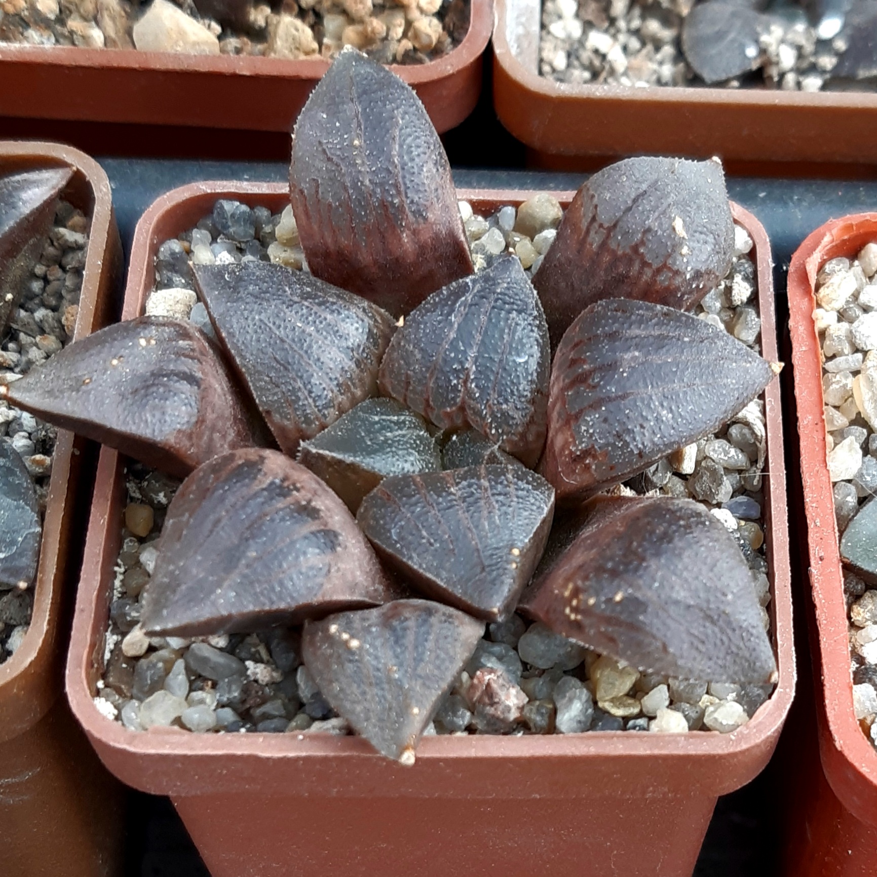 Haworthia selection
