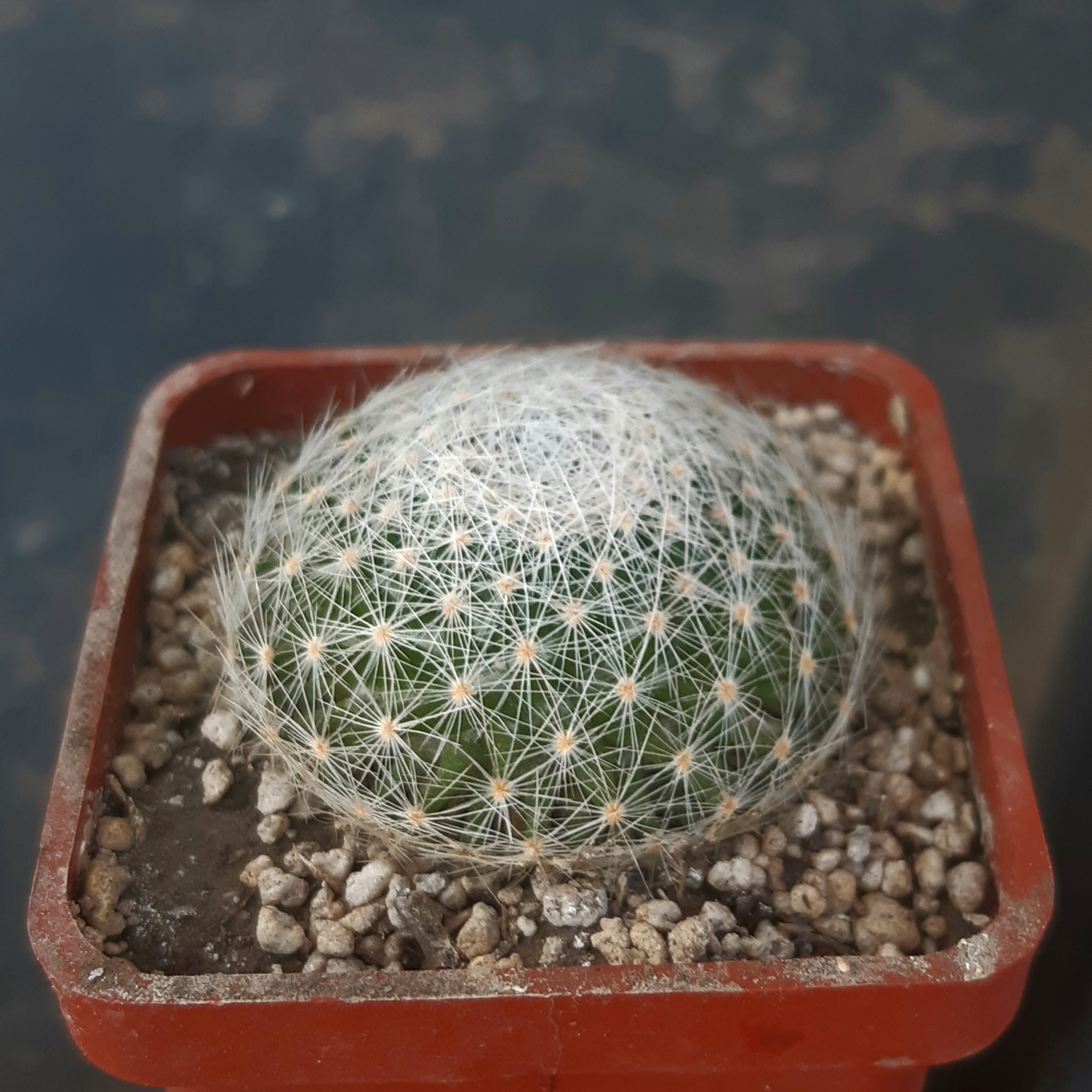 Mammillaria lenta
