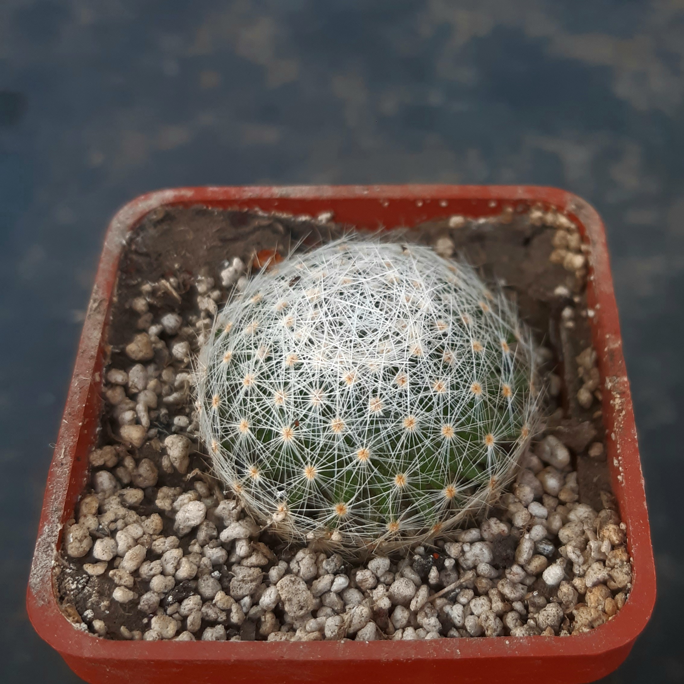 Mammillaria lenta