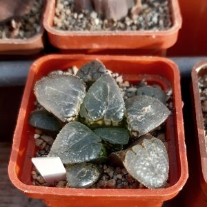 Haworthia correcta cv.'Quarz'