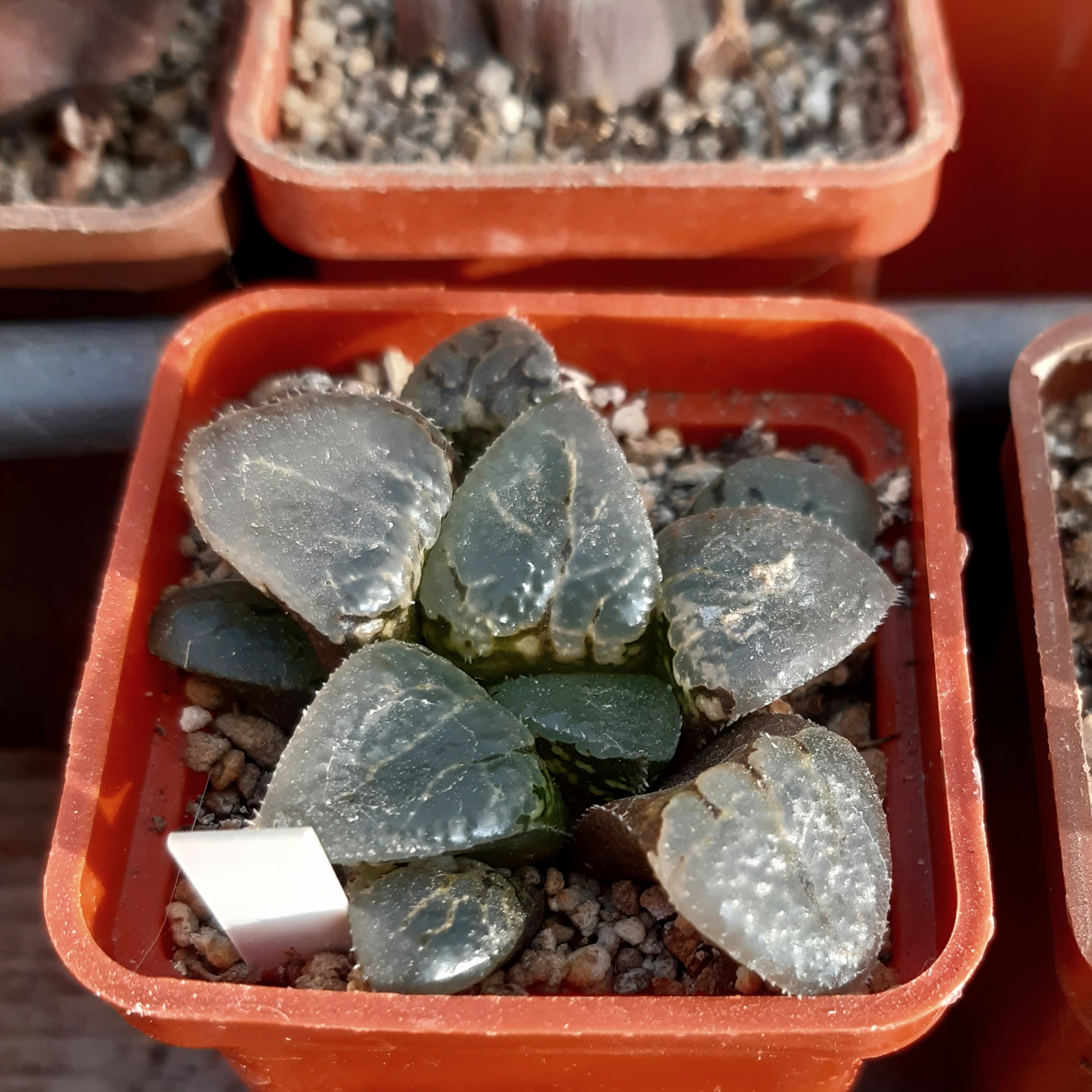 Haworthia correcta cv.'Quarz'