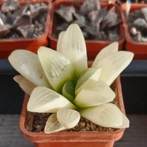 Haworthia heidelbergensis cv.'Yuko Nishiki' reverse variegata