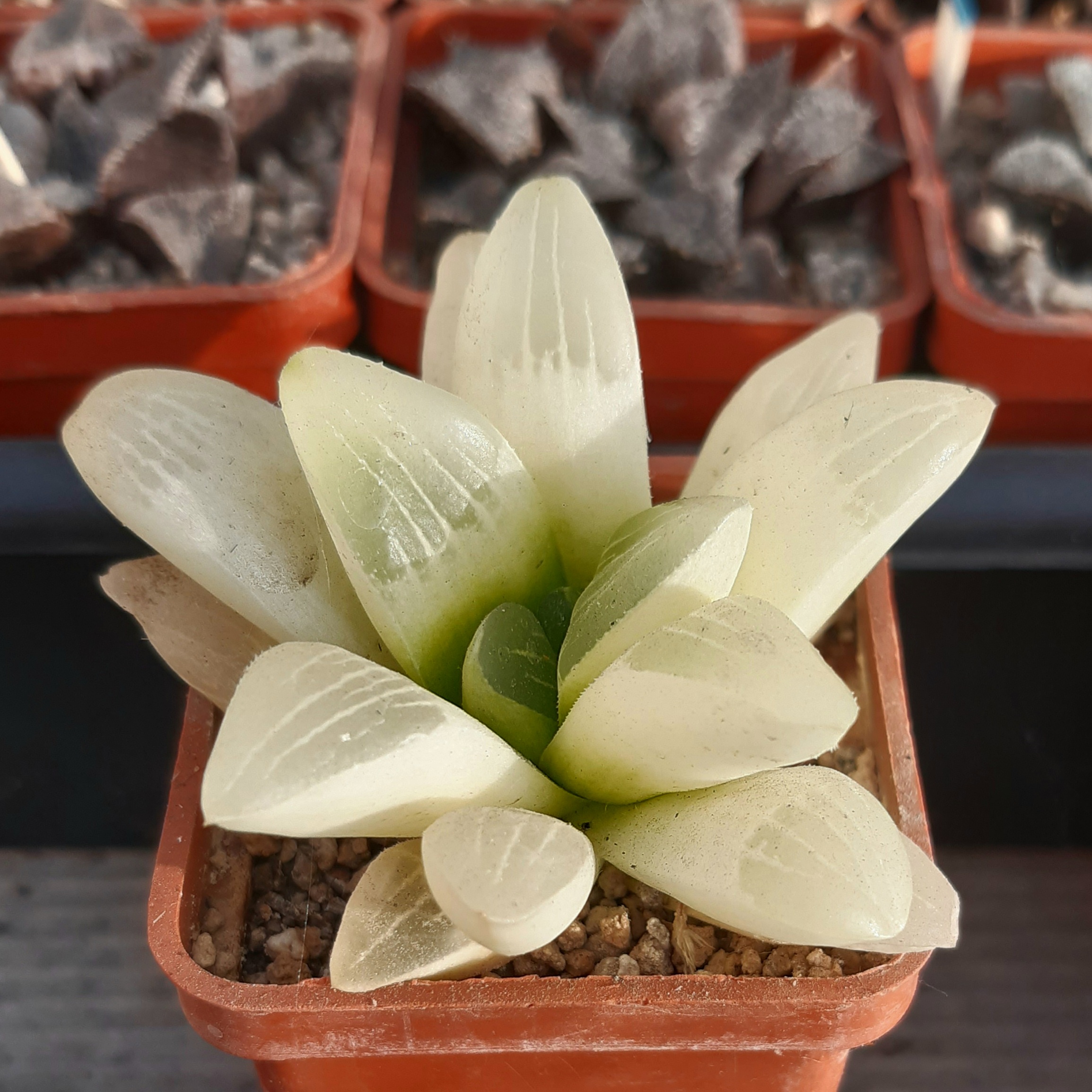 Haworthia heidelbergensis cv.'Yuko Nishiki' reverse variegata