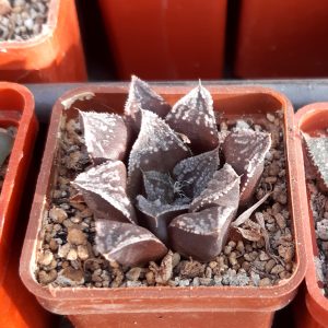 Haworthia selection