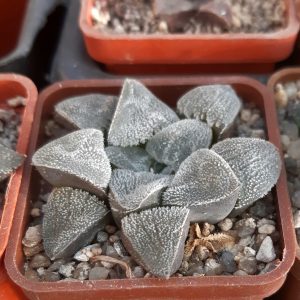 Haworthia pygmaea selection