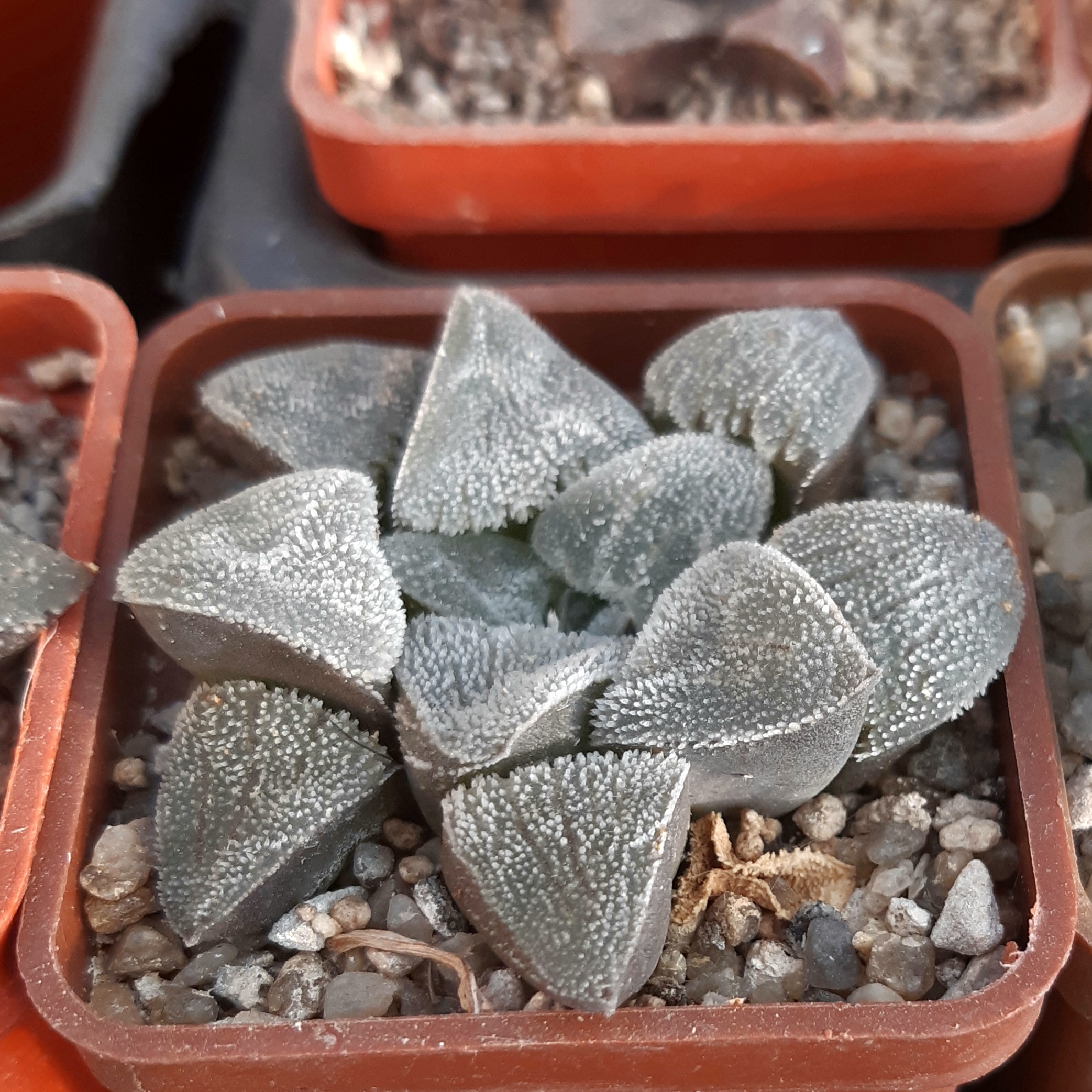 Haworthia pygmaea selection