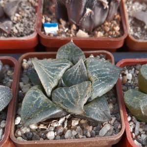 Haworthia cv. 'Ura Hannya' comptoniana mutant