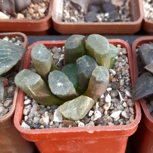 Haworthia maughanii