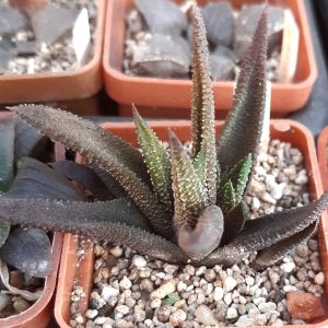 Haworthia attenuata