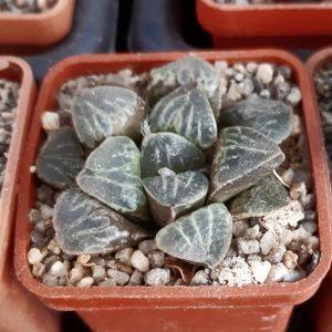 Haworthia mutica hybr (M11)