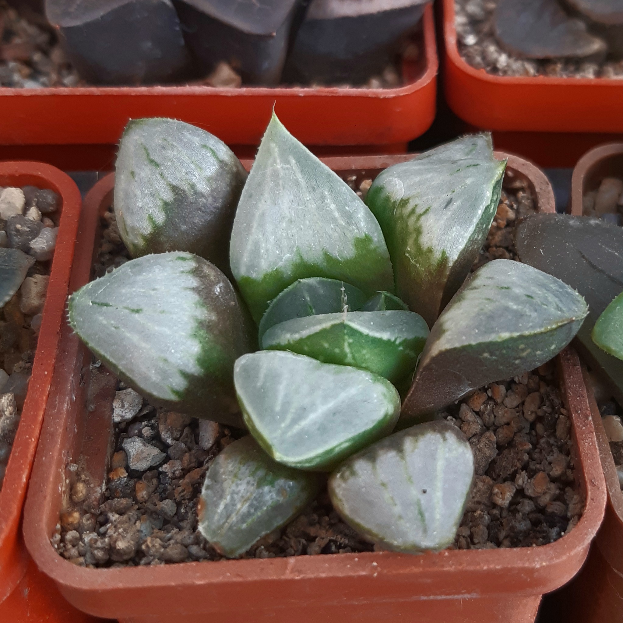 Haworthia mutica selection ('sl-002')